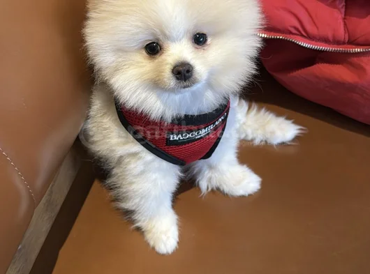 Pomeranian Boo görsel