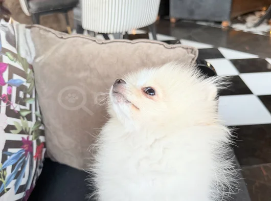 Pomeranian Boo görsel