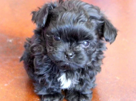 Siyah Dişi Erkek Özel Poodle Yavrularımız görsel
