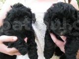 Siyah Dişi Erkek Özel Poodle Yavrularımız