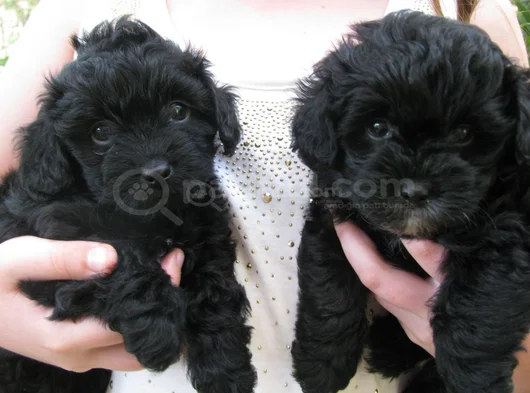 Siyah Dişi Erkek Özel Poodle Yavrularımız görsel