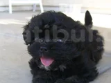 Siyah dişi erkek özel poodle yavrularımız