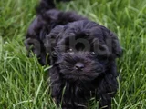 Siyah Dişi Erkek Özel Poodle Yavrularımız