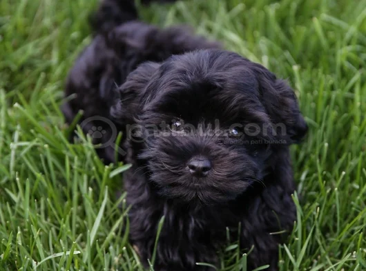 Siyah Dişi Erkek Özel Poodle Yavrularımız görsel