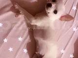 Chihuahua erkek