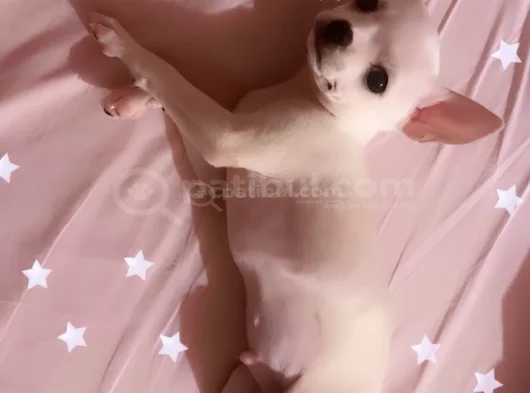 Chihuahua Erkek