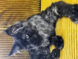 Safkan Maine Coon