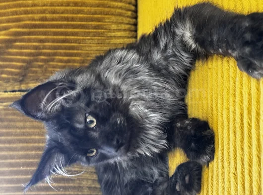 Safkan Maine Coon görsel