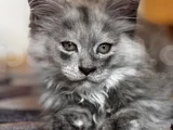 Safkan Maine Coon