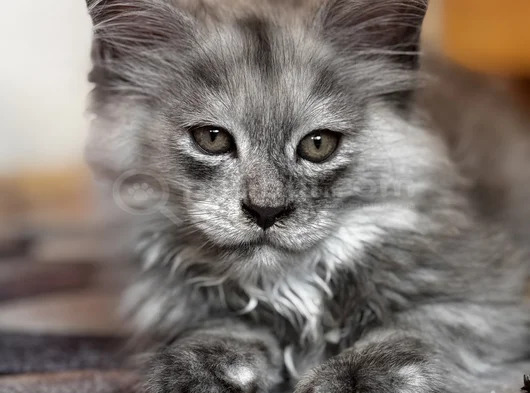 Safkan Maine Coon görsel