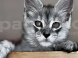 Safkan Maine Coon