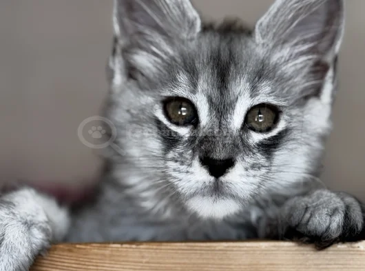 Safkan Maine Coon görsel
