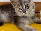 Safkan Maine Coon