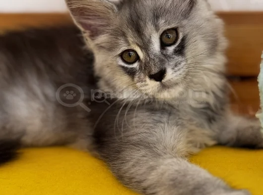 Safkan Maine Coon görsel
