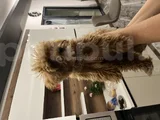 3 Aylık Dişi Toy Poddle