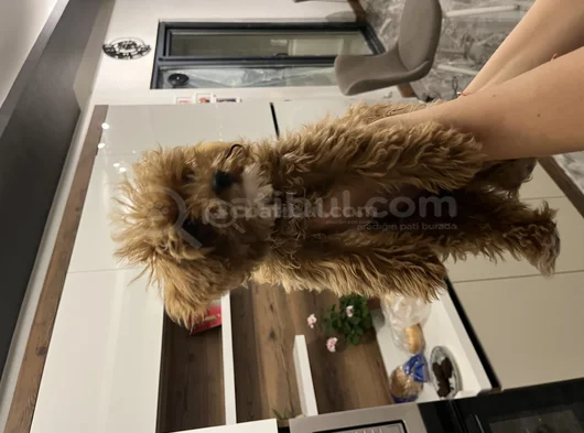 3 Aylık Dişi Toy Poddle görsel