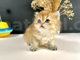Scottish Strayt Golden Longhair Erkek