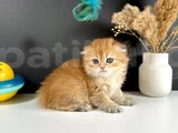 Schotish Fold Golden Longhair Dişi