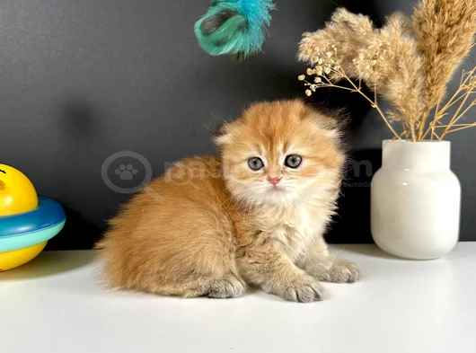 Schotish Fold Golden Longhair Dişi görsel