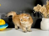 Schotish Fold Golden Longhair Dişi