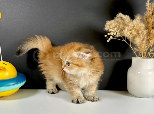Schotish Fold Golden Longhair Dişi görsel