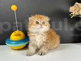 Schotish Fold Golden Longhair Dişi