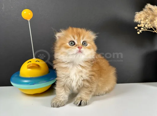 Schotish Fold Golden Longhair Dişi