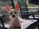 Chihuahua Erkek