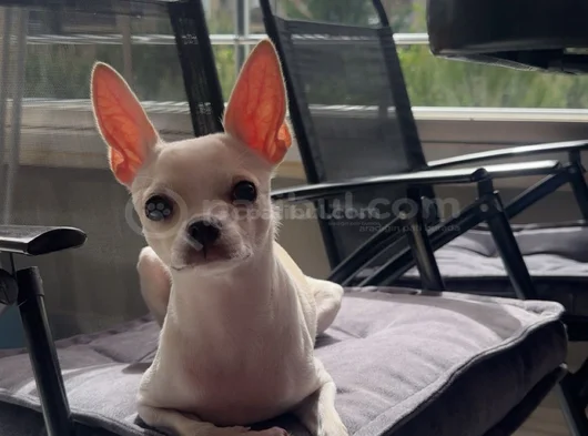 Chihuahua Erkek görsel