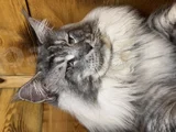 Safkan maine coon