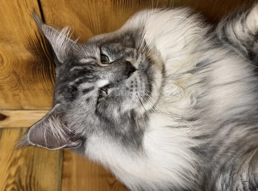 Safkan Maine Coon
