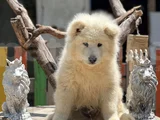 Samoyed Yavruları