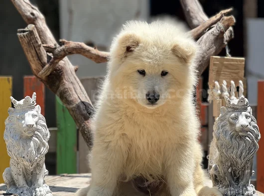 Samoyed Yavruları