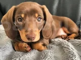 Çikolata Renk Dachund Sosis Yavrular 