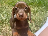 Çikolata renk dachund sosis yavrular 