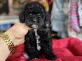 SİYAH İNCİ ÖZEL POODLE BEBEĞİMİZ