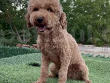 2 yaşında dişi toy poodle