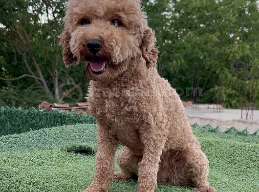 2 Yaşında Dişi Toy Poodle