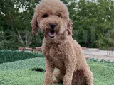 2 Yaşında Dişi Toy Poodle