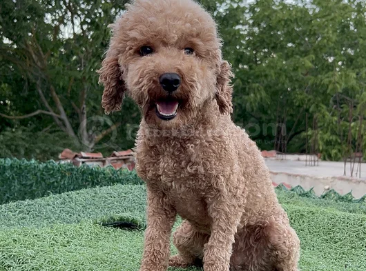 2 Yaşında Dişi Toy Poodle görsel