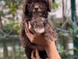 2 Aylık Dişi Toy Poodle
