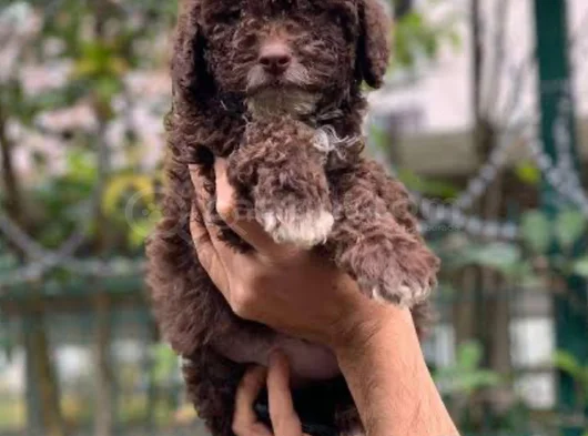 2 Aylık Dişi Toy Poodle görsel