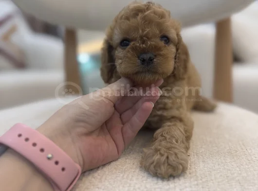 Orjinal Maltipoo görsel