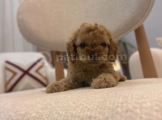 Orjinal Maltipoo görsel