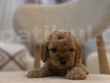 Orjinal Maltipoo