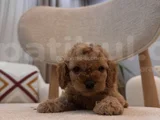 Orjinal Maltipoo