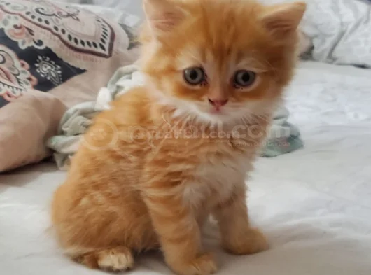 Bebeklerime Yuva Arıyorum görsel