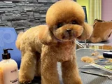 Oğlumuz Eşleşmeye açıktır kore poodle