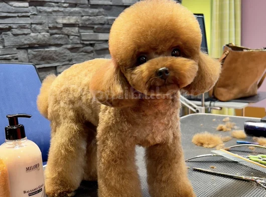 Oğlumuz Eşleşmeye Açıktır Kore Poodle