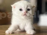 Karbeyazi Li̇lac Di̇şi̇ Ve Erkek Bebeleri̇m